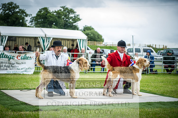 Builth Hound Show 2016-241
