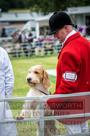 Builth Hound Show 2016-144
