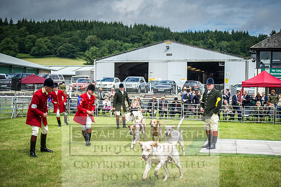 Builth Hound Show 2016-63