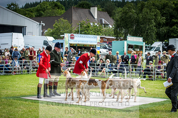 Builth Hound Show 2016-64