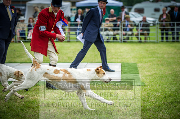Builth Hound Show 2016-256