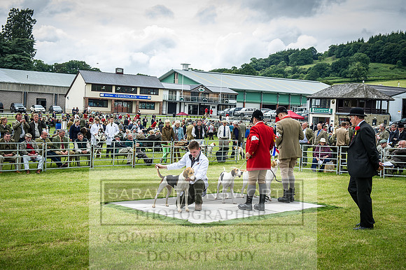 Builth Hound Show 2016-176