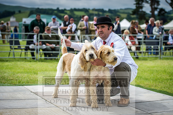 Builth Hound Show 2016-75