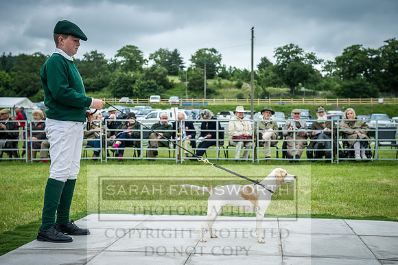 Builth Hound Show 2016-233