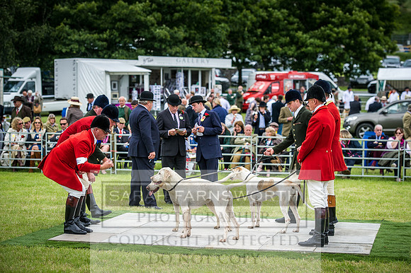 Builth Hound Show 2016-184