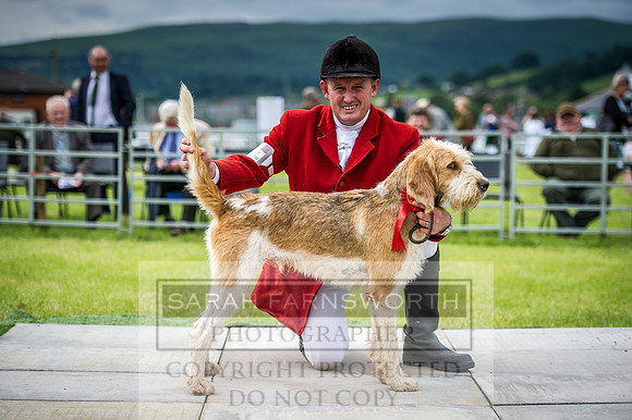 Builth Hound Show 2016-29