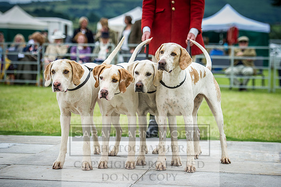 Builth Hound Show 2016-224