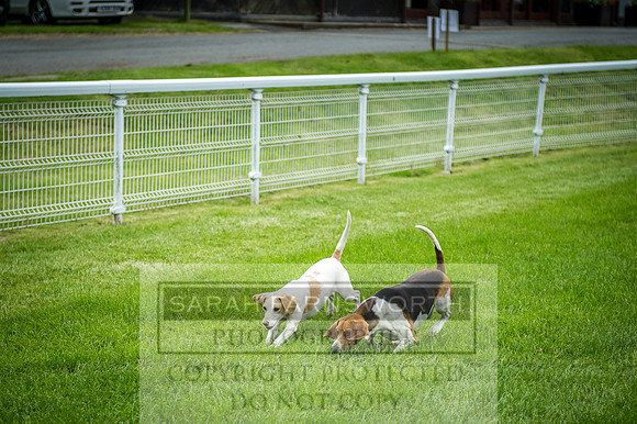 Builth Hound Show 2016-236
