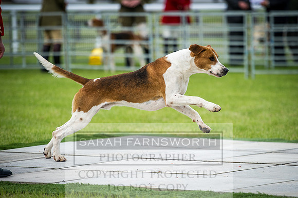 Builth Hound Show 2016-2