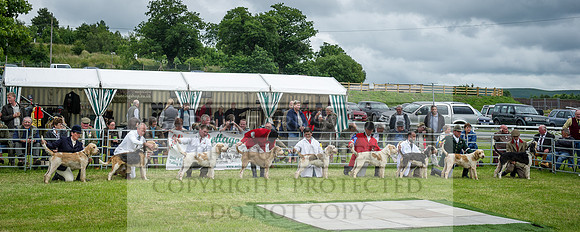 Builth Hound Show 2016-197