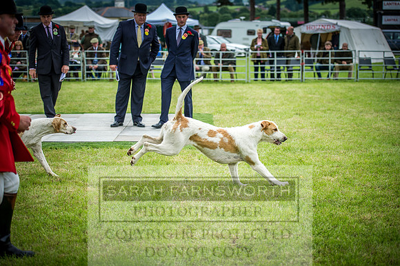 Builth Hound Show 2016-259