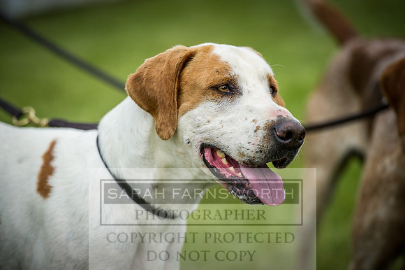 Builth Hound Show 2016-120