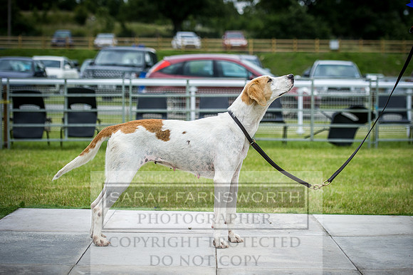 Builth Hound Show 2016-208