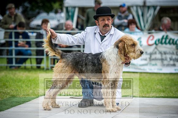 Builth Hound Show 2016-245
