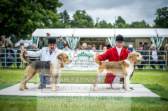 Builth Hound Show 2016-247