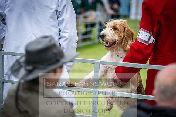 Builth Hound Show 2016-142