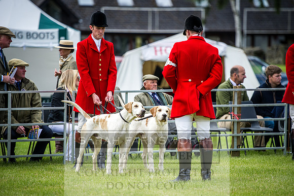 Builth Hound Show 2016-8