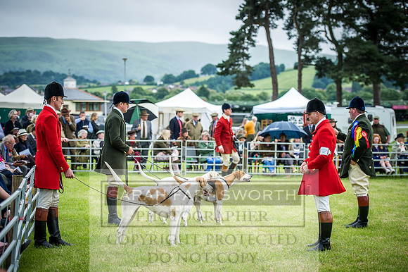 Builth Hound Show 2016-253