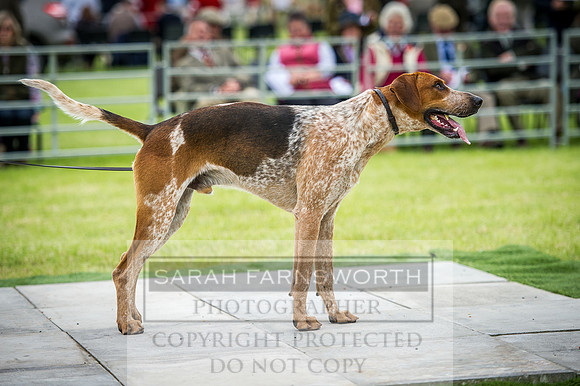 Builth Hound Show 2016-48