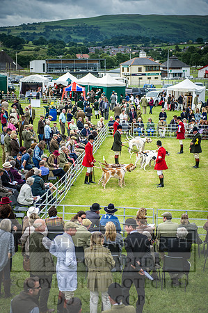 Builth Hound Show 2016-93