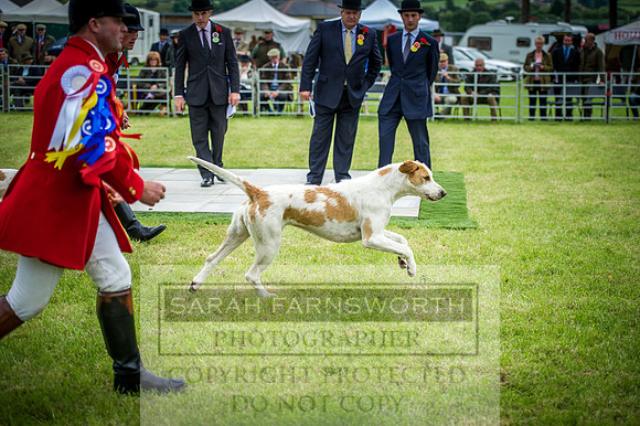 Builth Hound Show 2016-258