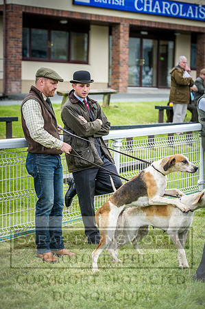 Builth Hound Show 2016-211