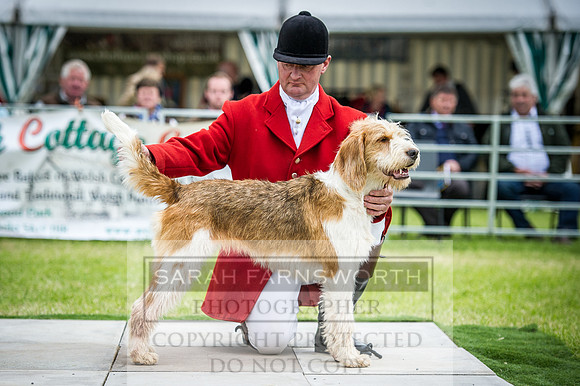 Builth Hound Show 2016-244
