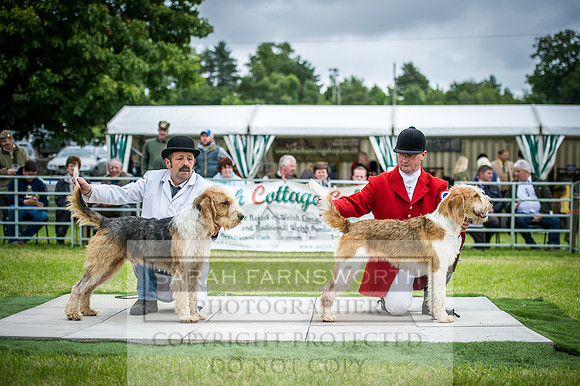 Builth Hound Show 2016-246