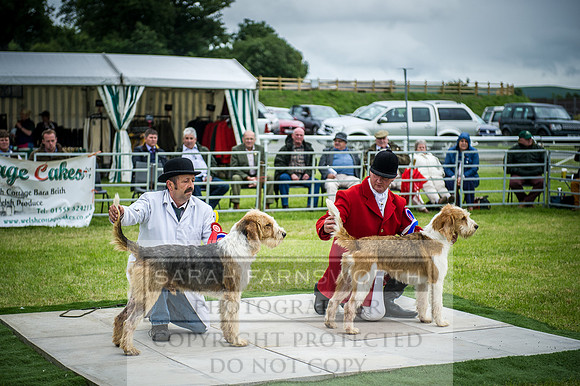 Builth Hound Show 2016-240