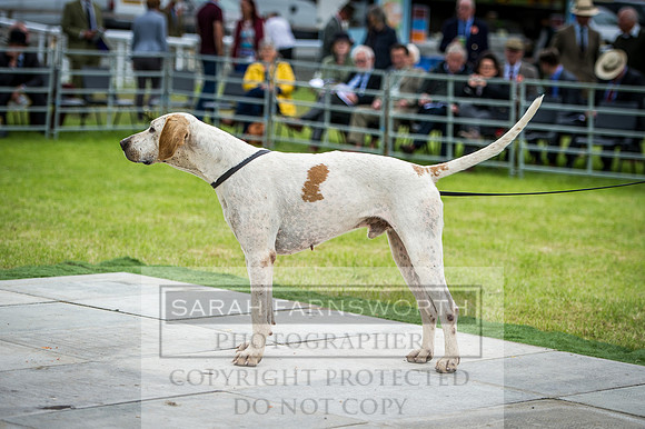 Builth Hound Show 2016-109