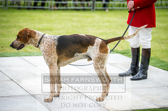 Builth Hound Show 2016-16