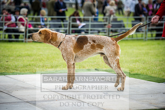 Builth Hound Show 2016-54