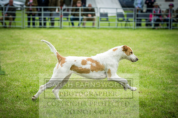 Builth Hound Show 2016-257