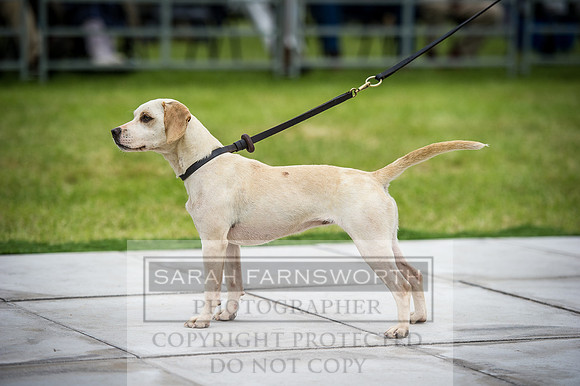 Builth Hound Show 2016-166