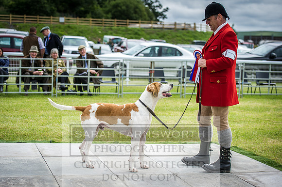 Builth Hound Show 2016-71