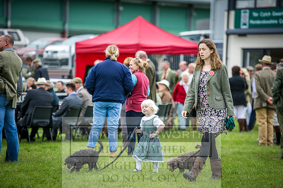 Builth Hound Show 2016-103