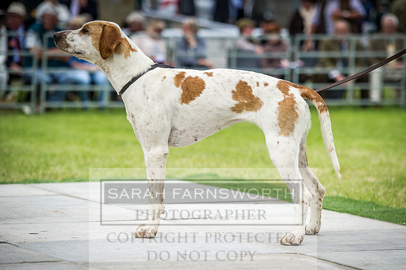 Builth Hound Show 2016-148