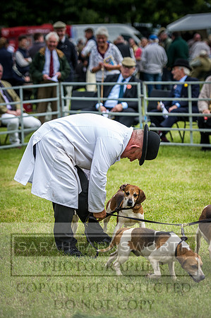 Builth Hound Show 2016-81