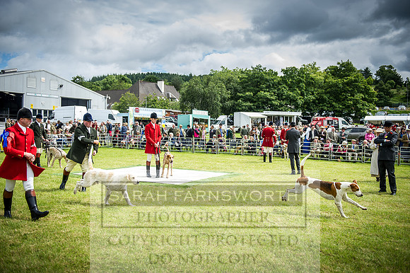 Builth Hound Show 2016-67