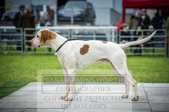 Builth Hound Show 2016-269
