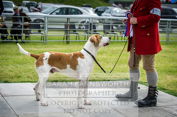 Builth Hound Show 2016-70