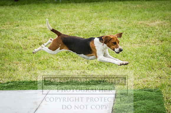 Builth Hound Show 2016-122