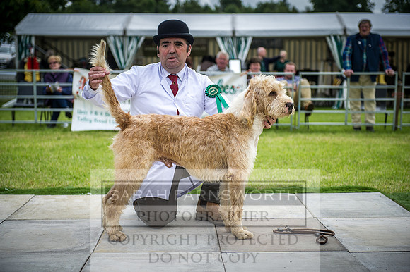 Builth Hound Show 2016-56