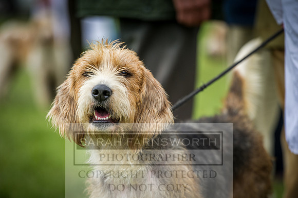 Builth Hound Show 2016-194