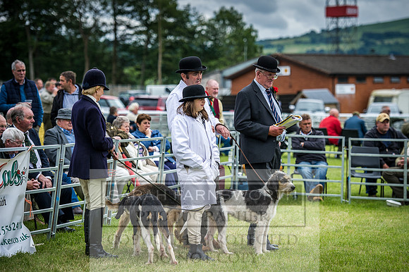 Builth Hound Show 2016-140