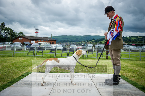 Builth Hound Show 2016-204