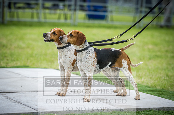 Builth Hound Show 2016-209