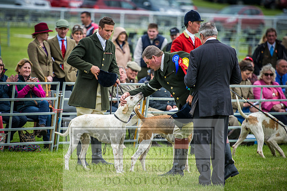 Builth Hound Show 2016-261