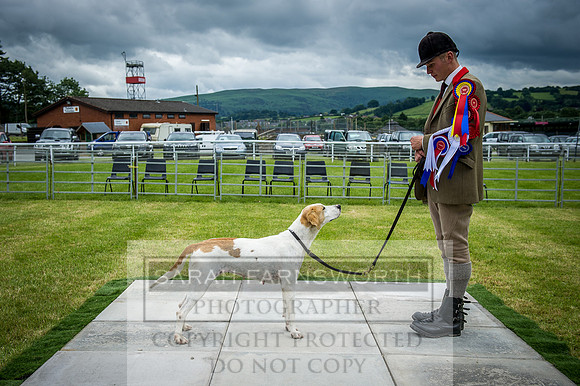 Builth Hound Show 2016-206