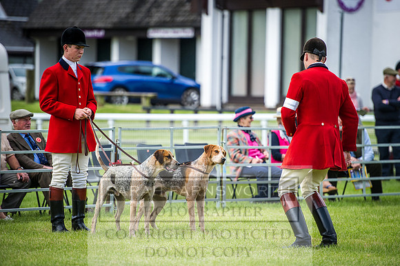 Builth Hound Show 2016-9